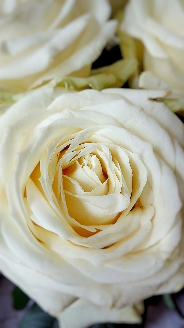 rose
