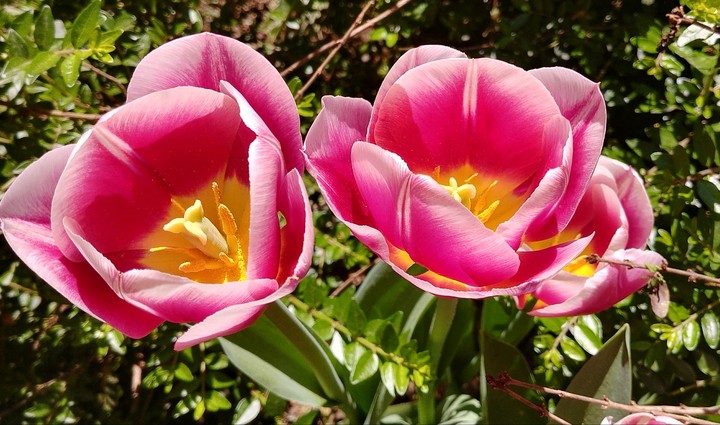 Lucky you  4this beautiful flowers