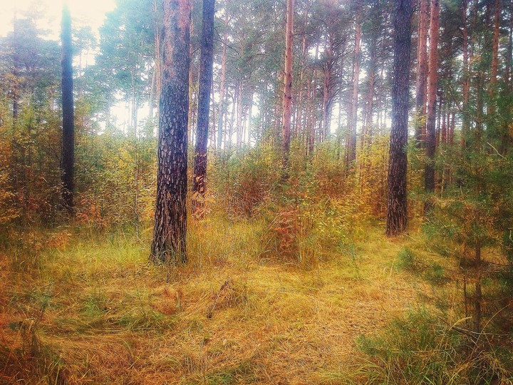 autumn