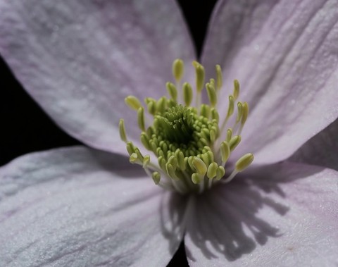 обои flower, Pollen