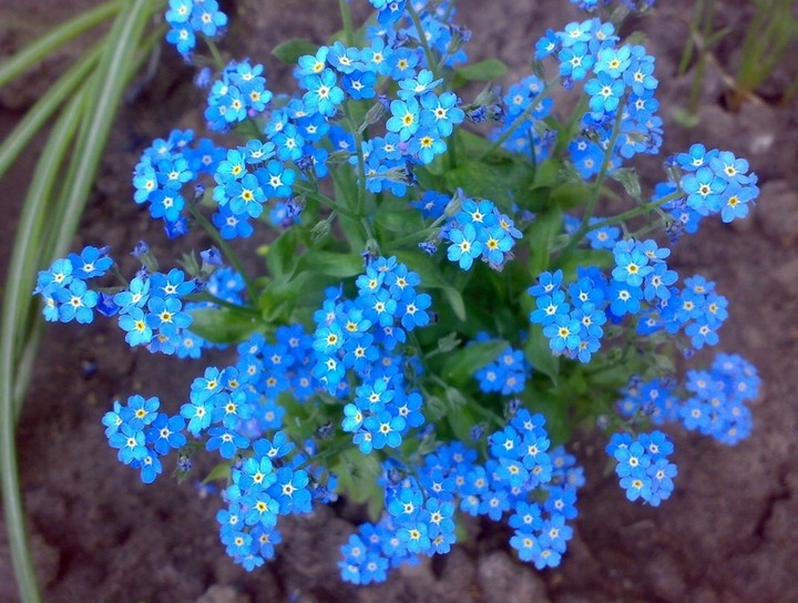 Forget-me-not