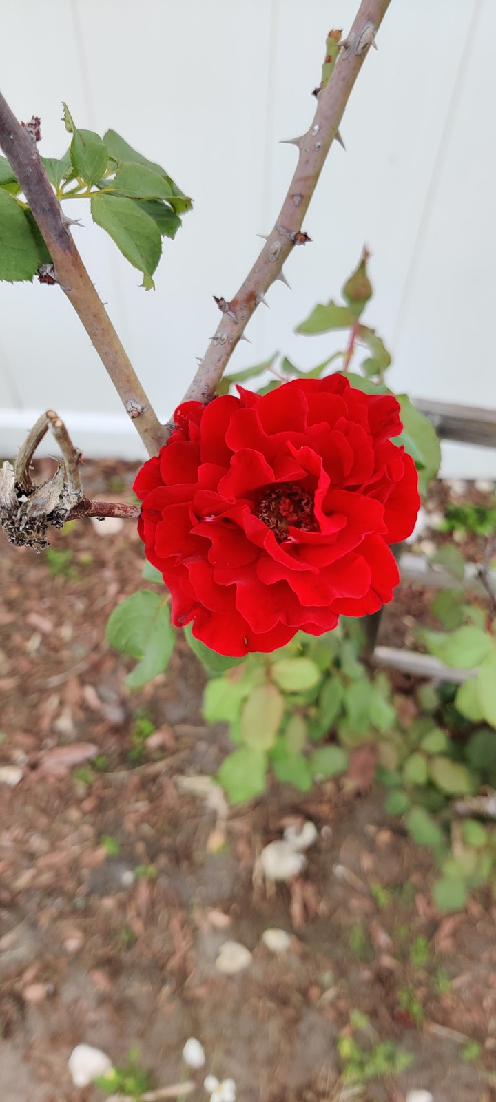Red Rose