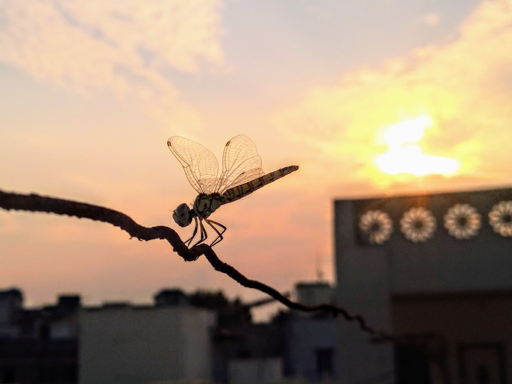 Dragonfly