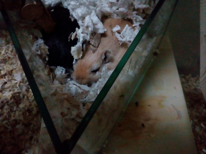 mouse so sweeeeeet