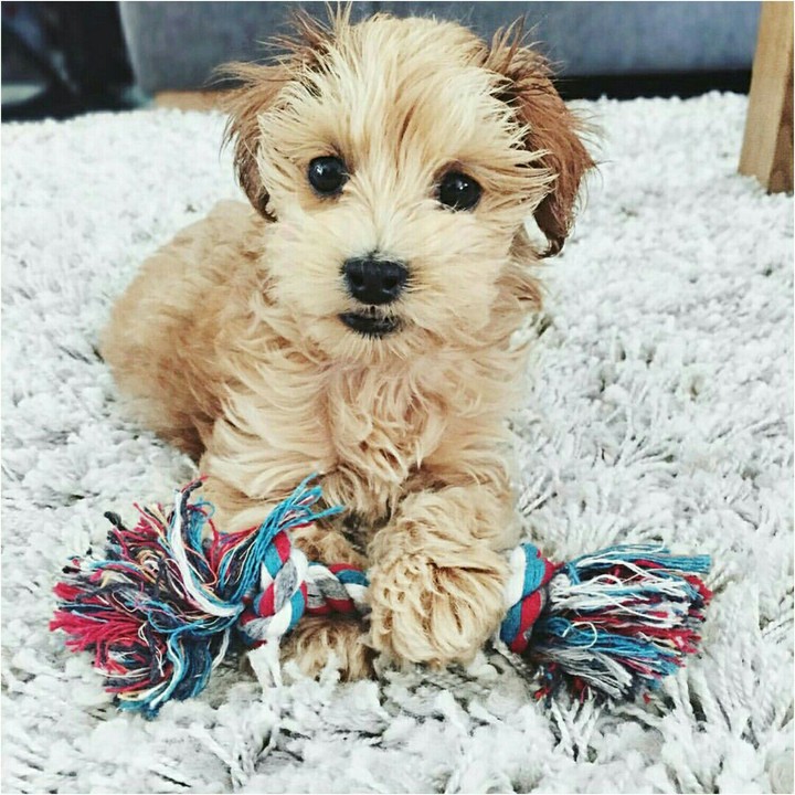 cute pupy