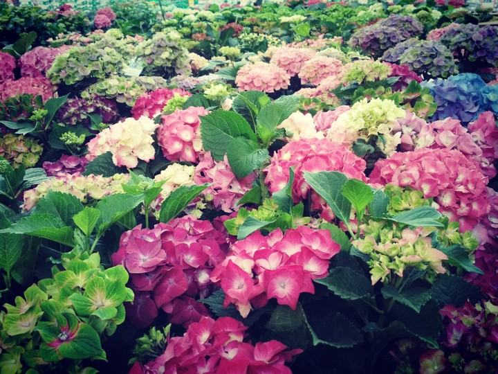Hydrangeas