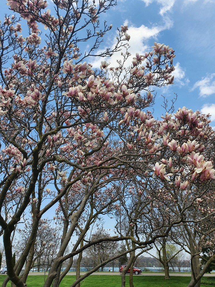 Magnolias