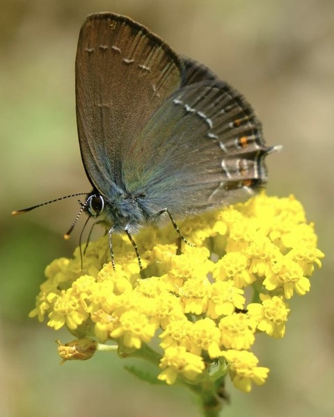 обои wildlife, butterfly