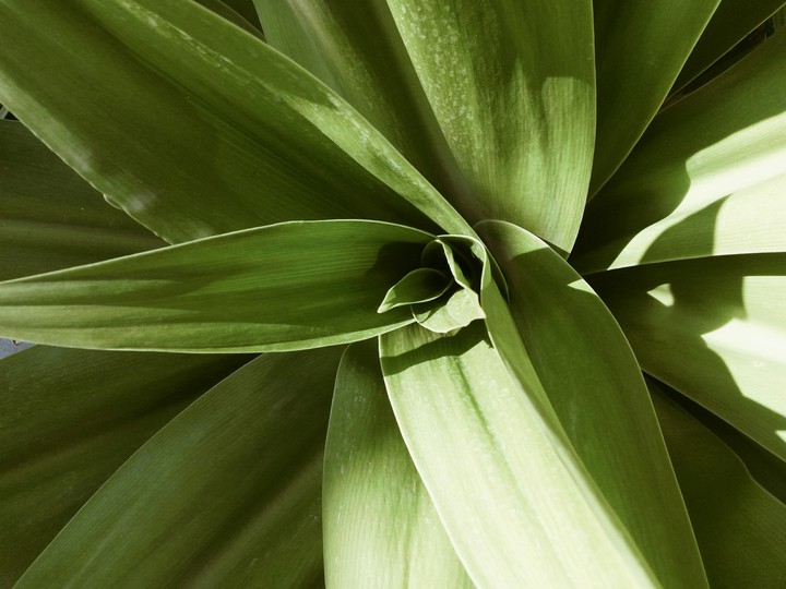 plant.