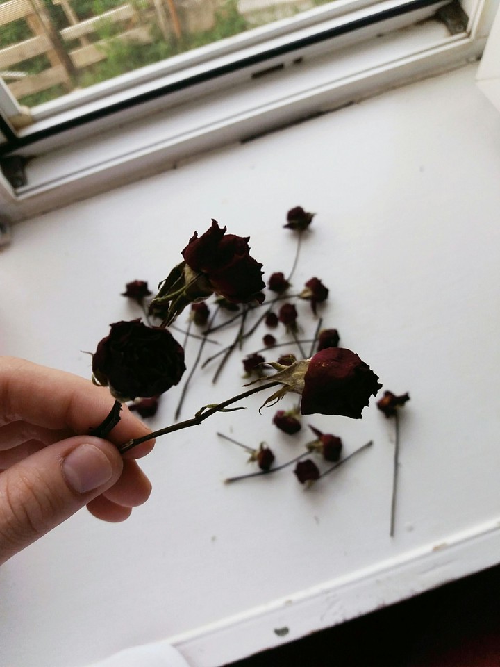 Red Roses