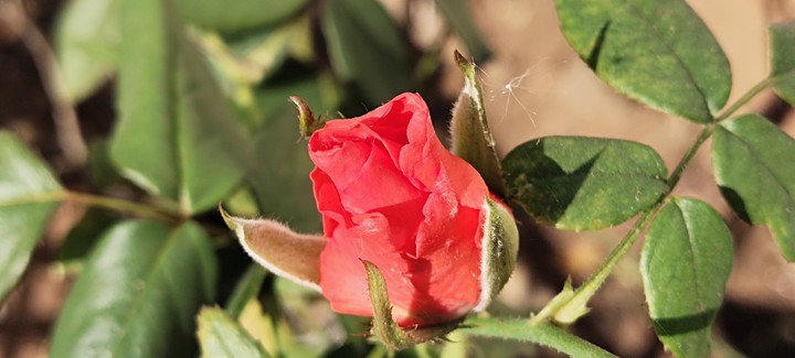 rose