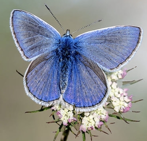 blue, polyommatus duvar kağıtları