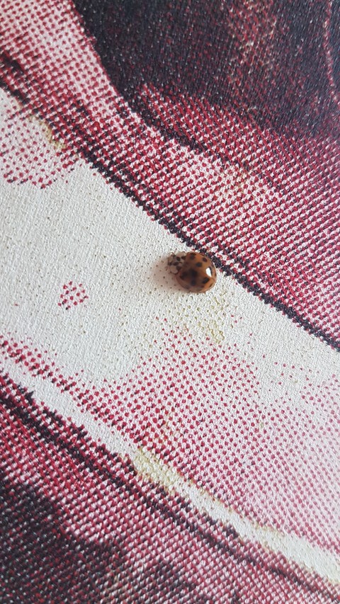 lady bug