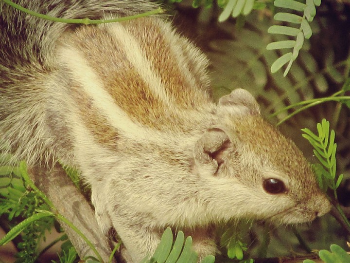 Squirrel . series 4.2
