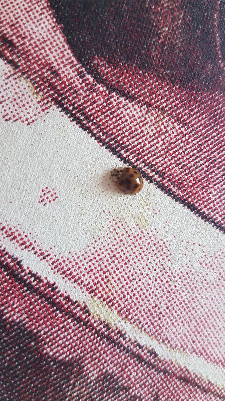lady bug