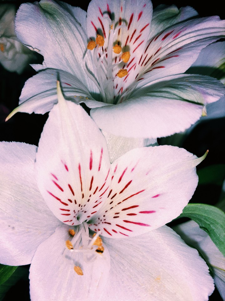 Flowers ( Цветы )