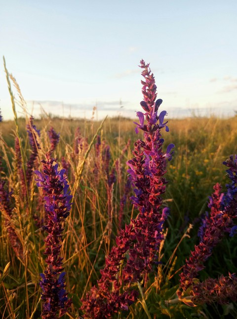 field and flowers