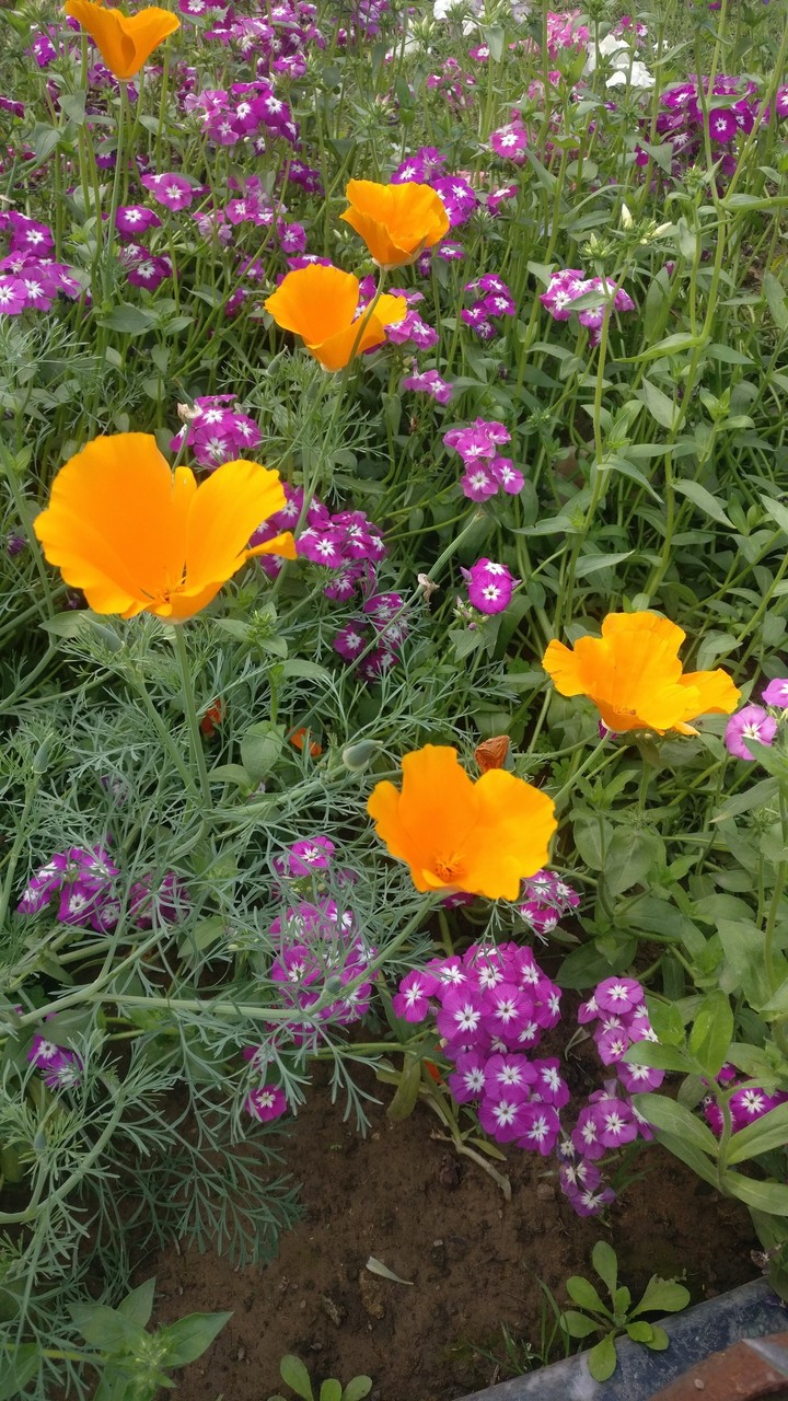 love #flower