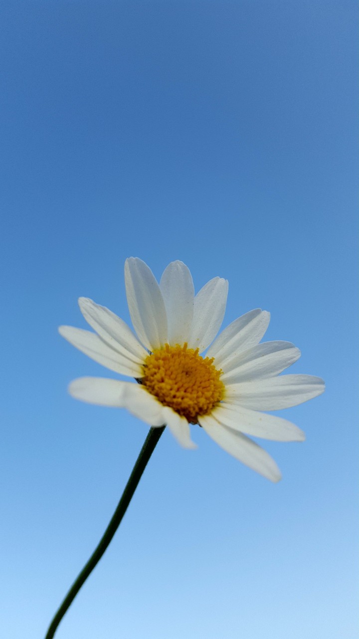 babooneh