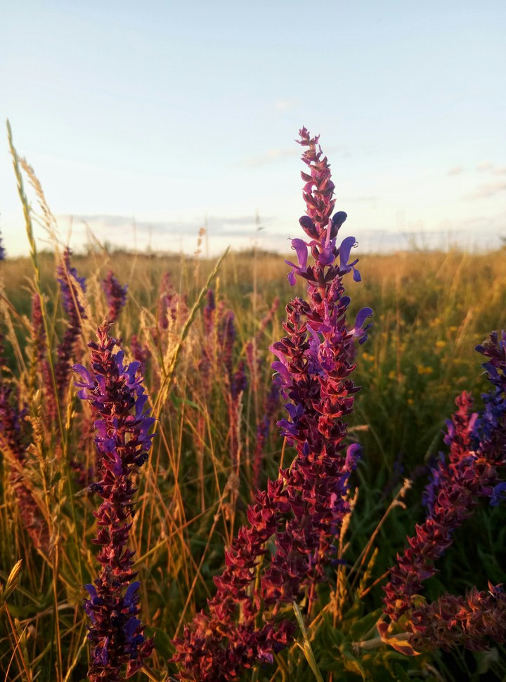 field and flowers