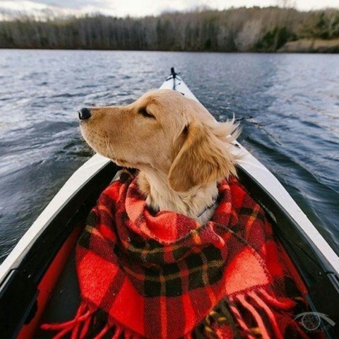 Собака