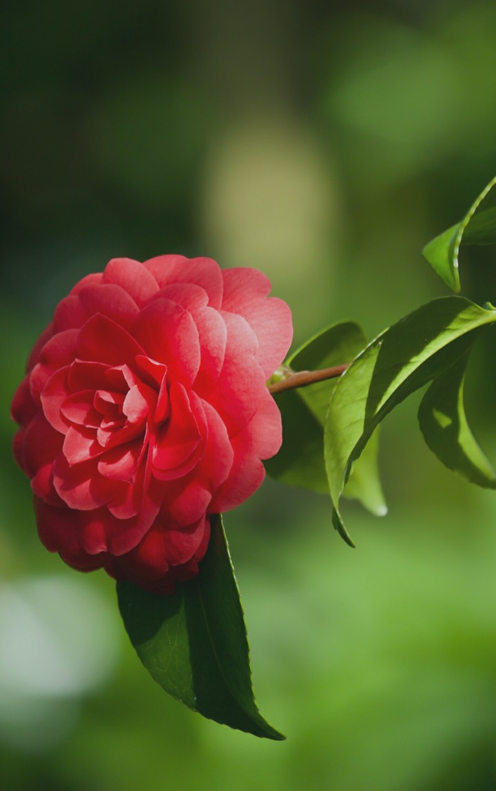 Flor