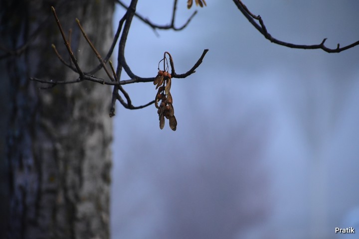 Lonely Leaf