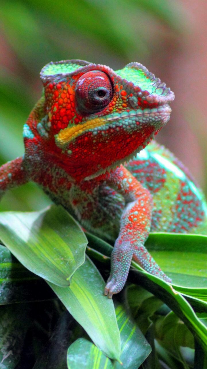 chameleon