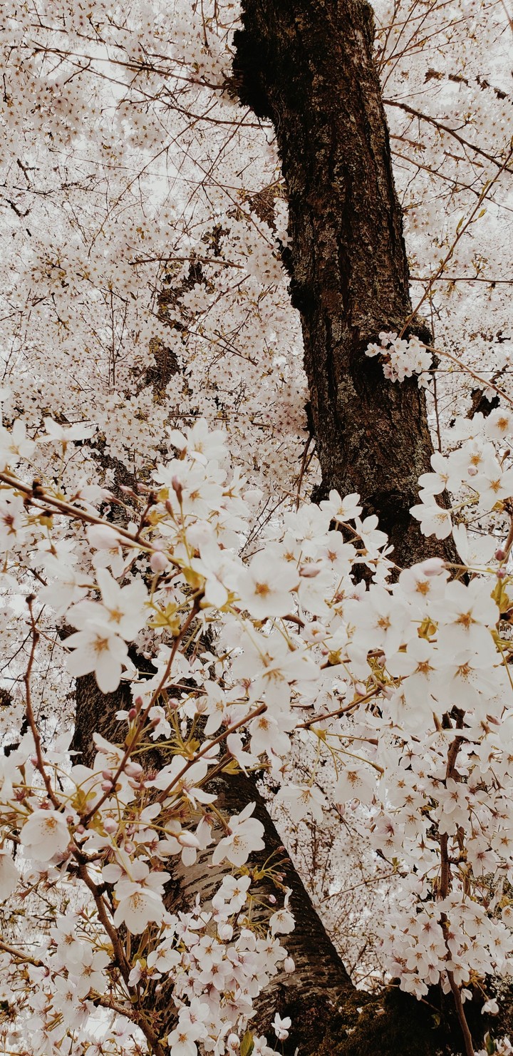 university of Washington cherry blossoms