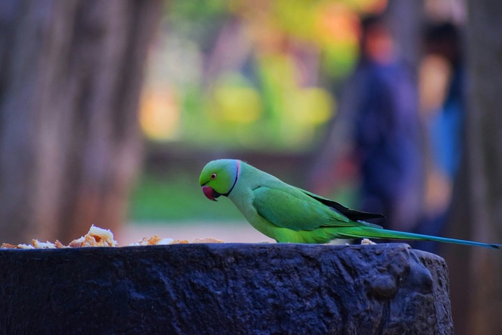 peatrol