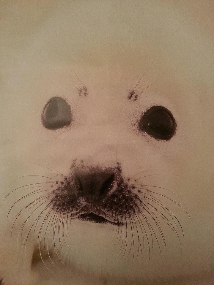 Baby seal