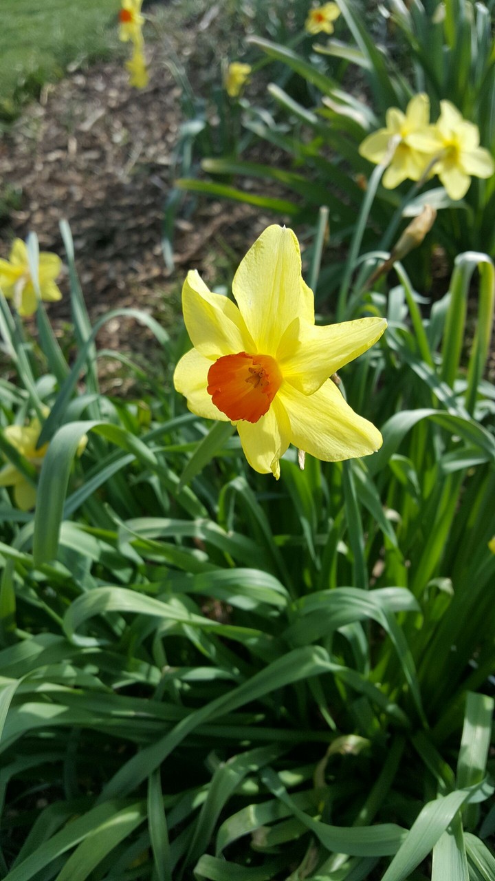 Lily