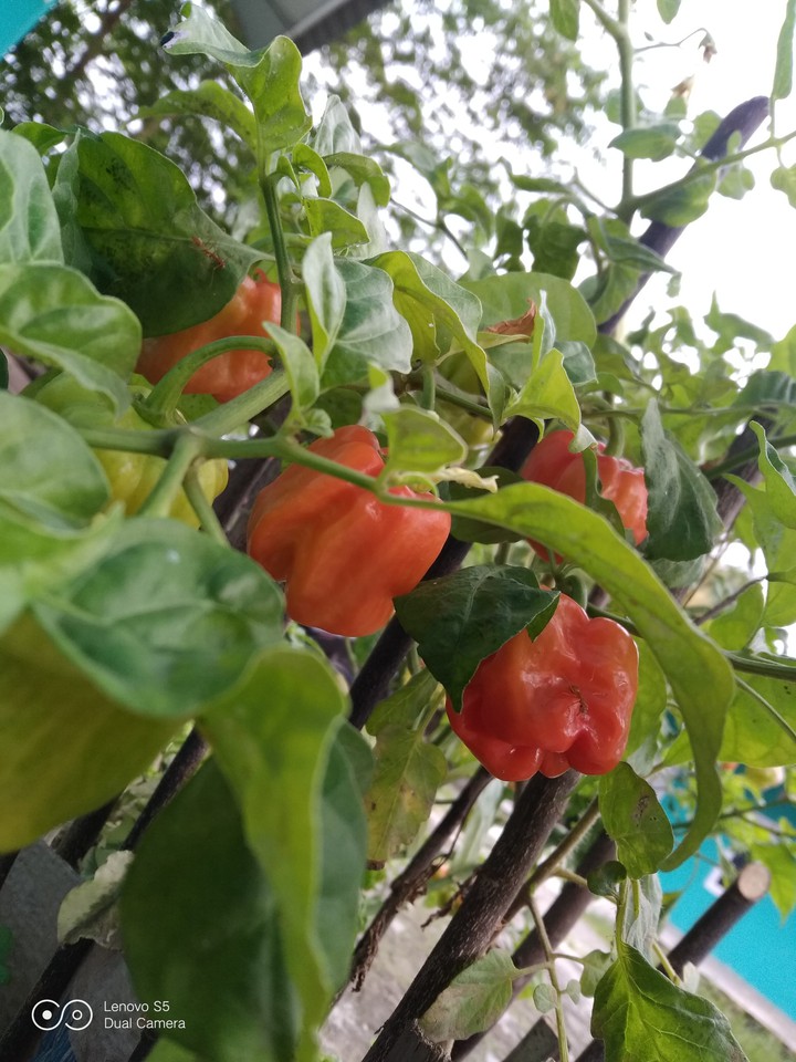 "hot chilli"