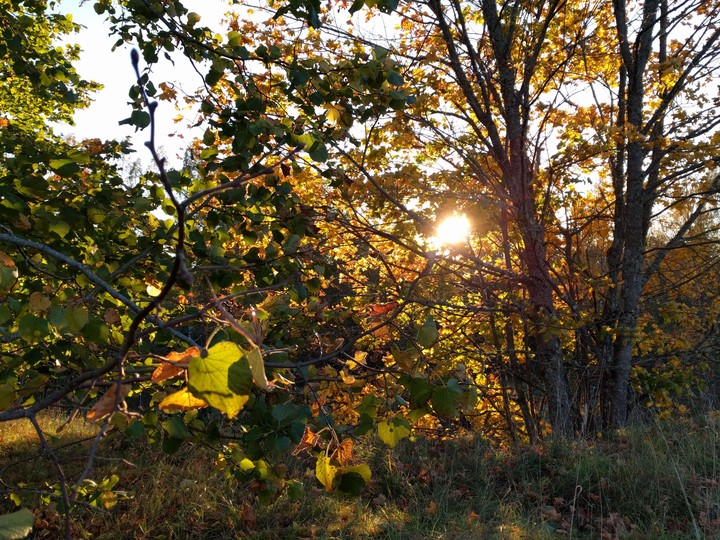 Fall in Estonia