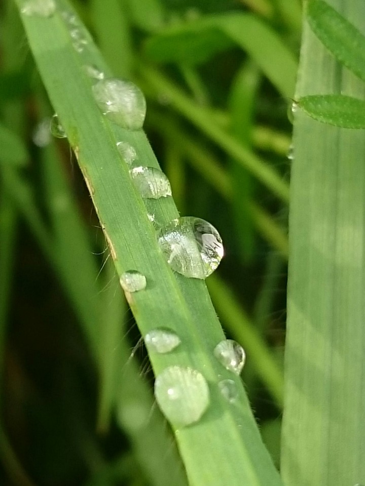 Wassertropfen auf Grashalm