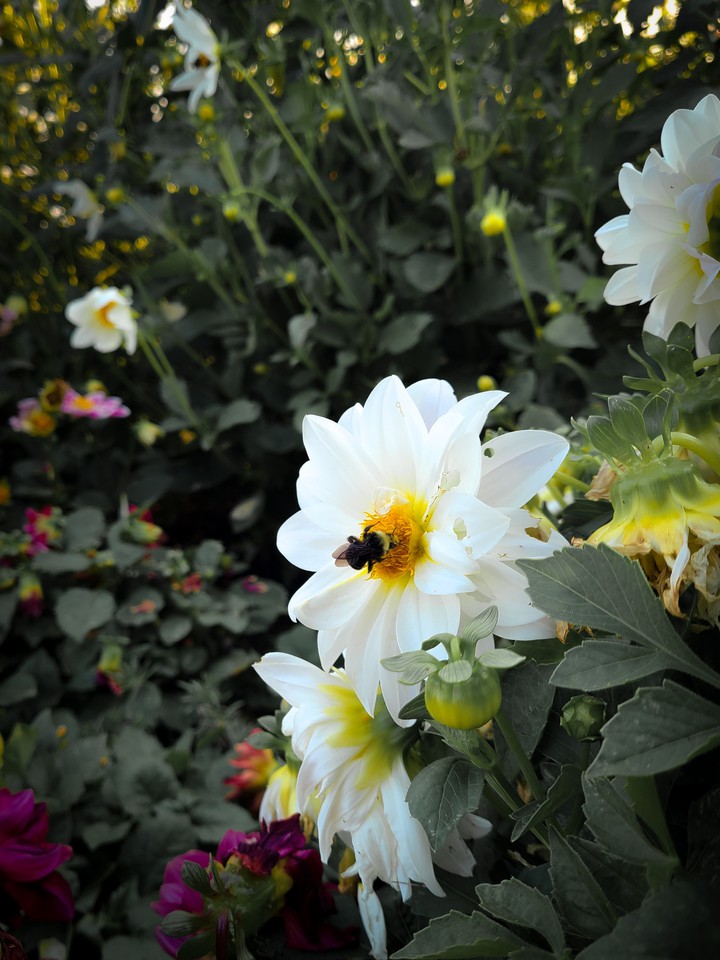 Dahlia Flower