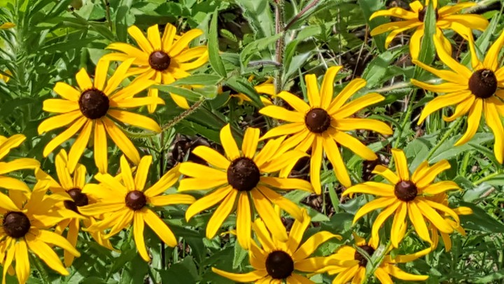 Sun flowers