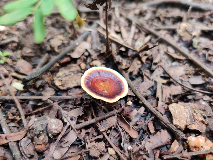 mushroom