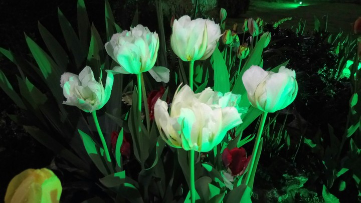 Night flowers