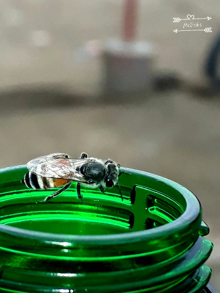 fly