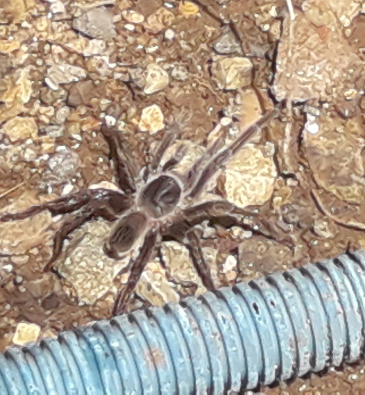 Araña