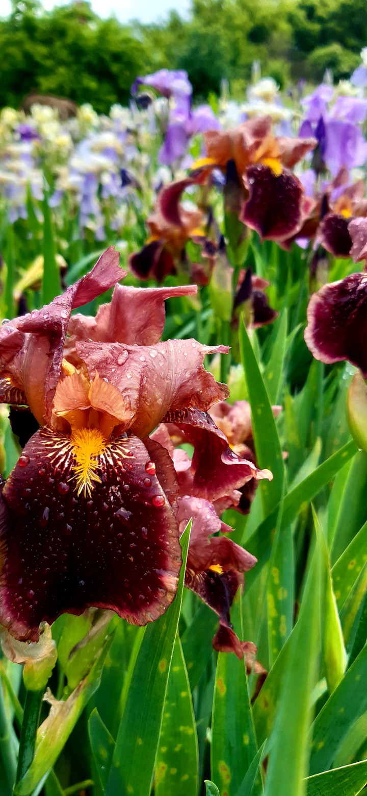 #iris