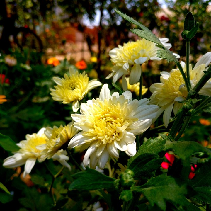 flowers
