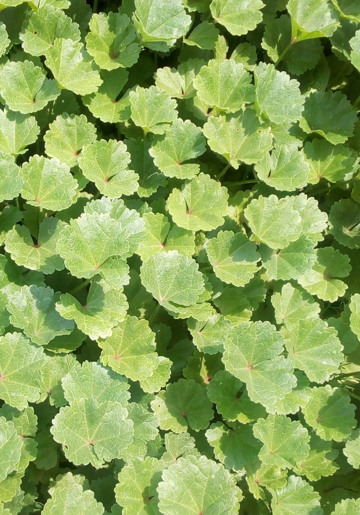 lawn