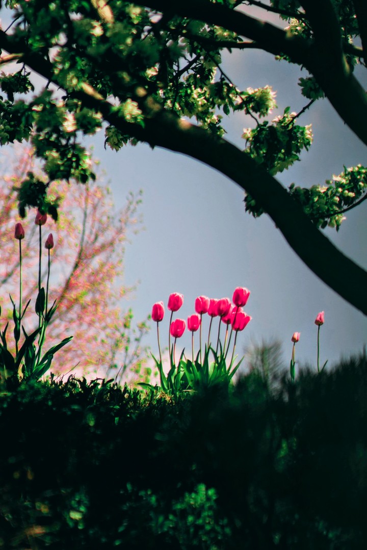 Tulips