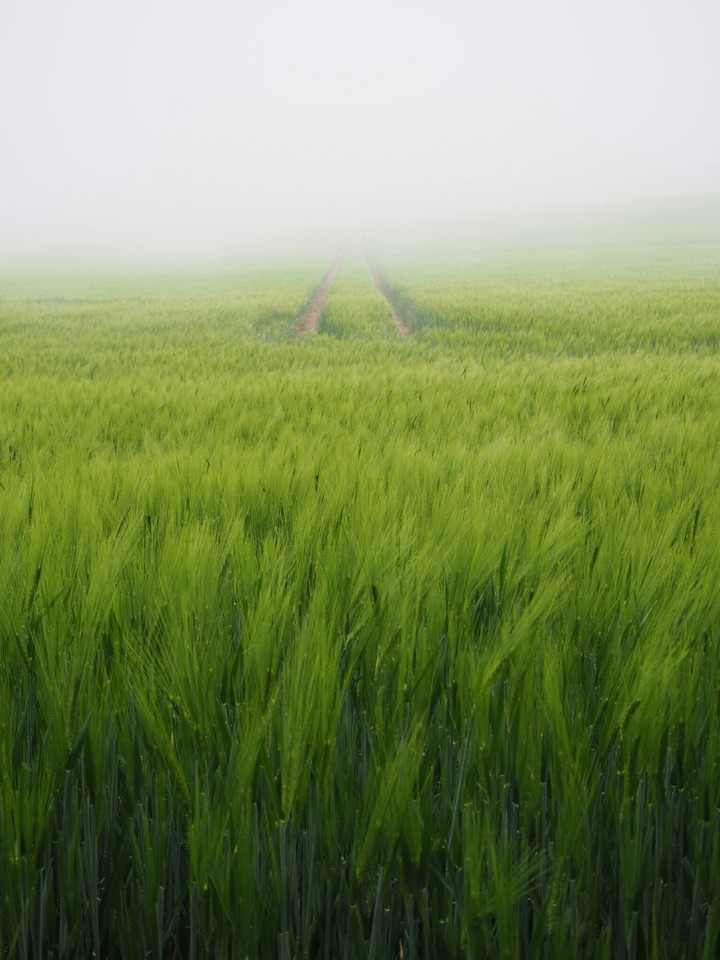 Endless Field