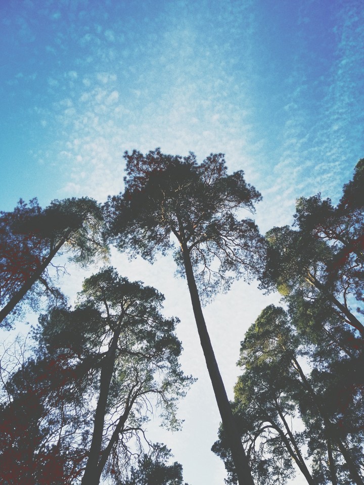 Wood