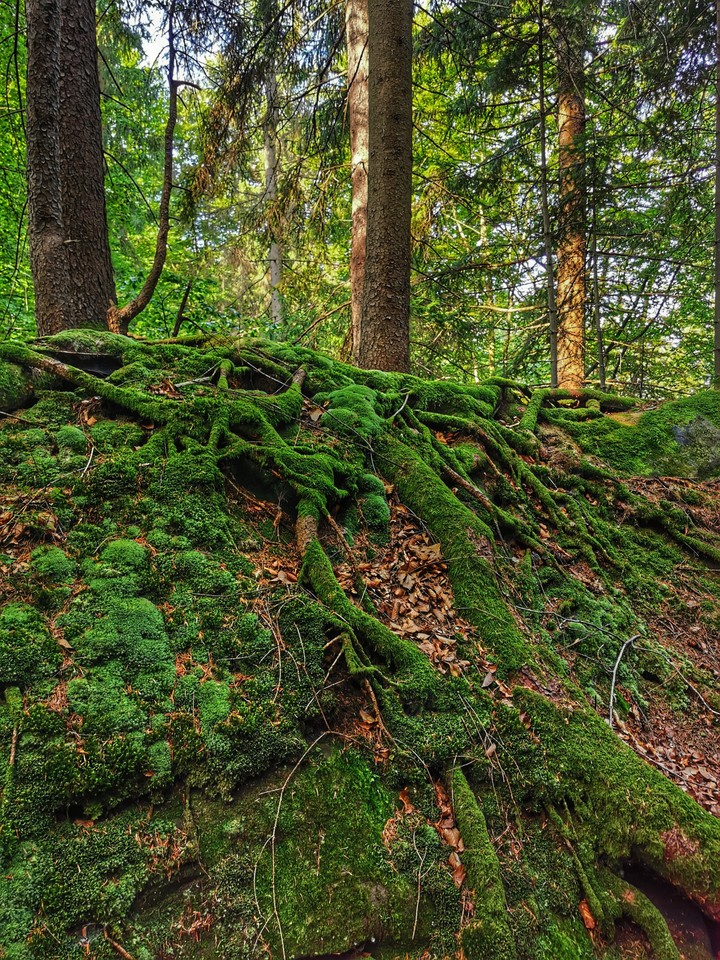 Karpaty Ukraine