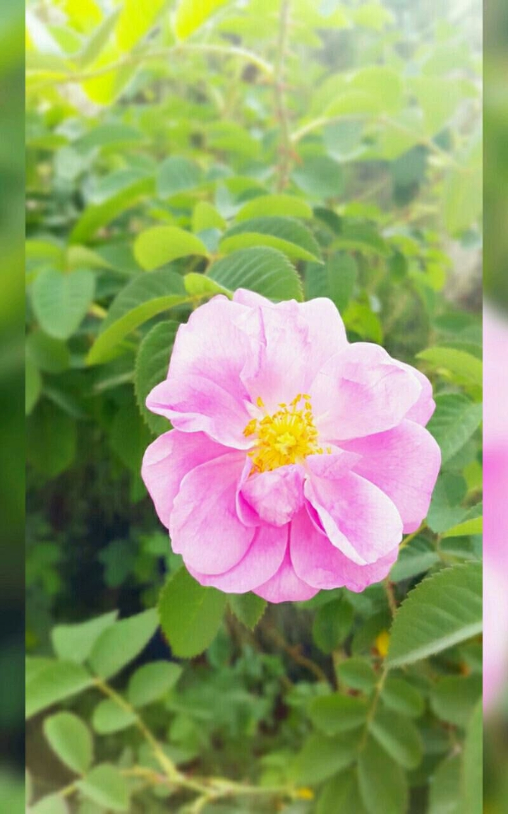 Pink flower