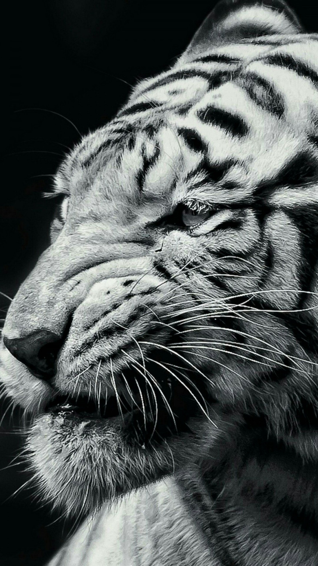 tapety whiskers, White